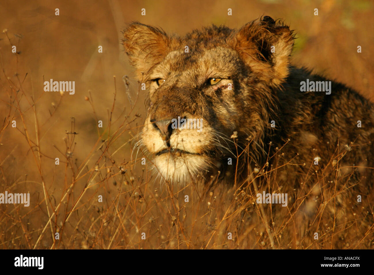 Porträt eines jungen nassen Löwen im Herbst Rasen Stockfoto