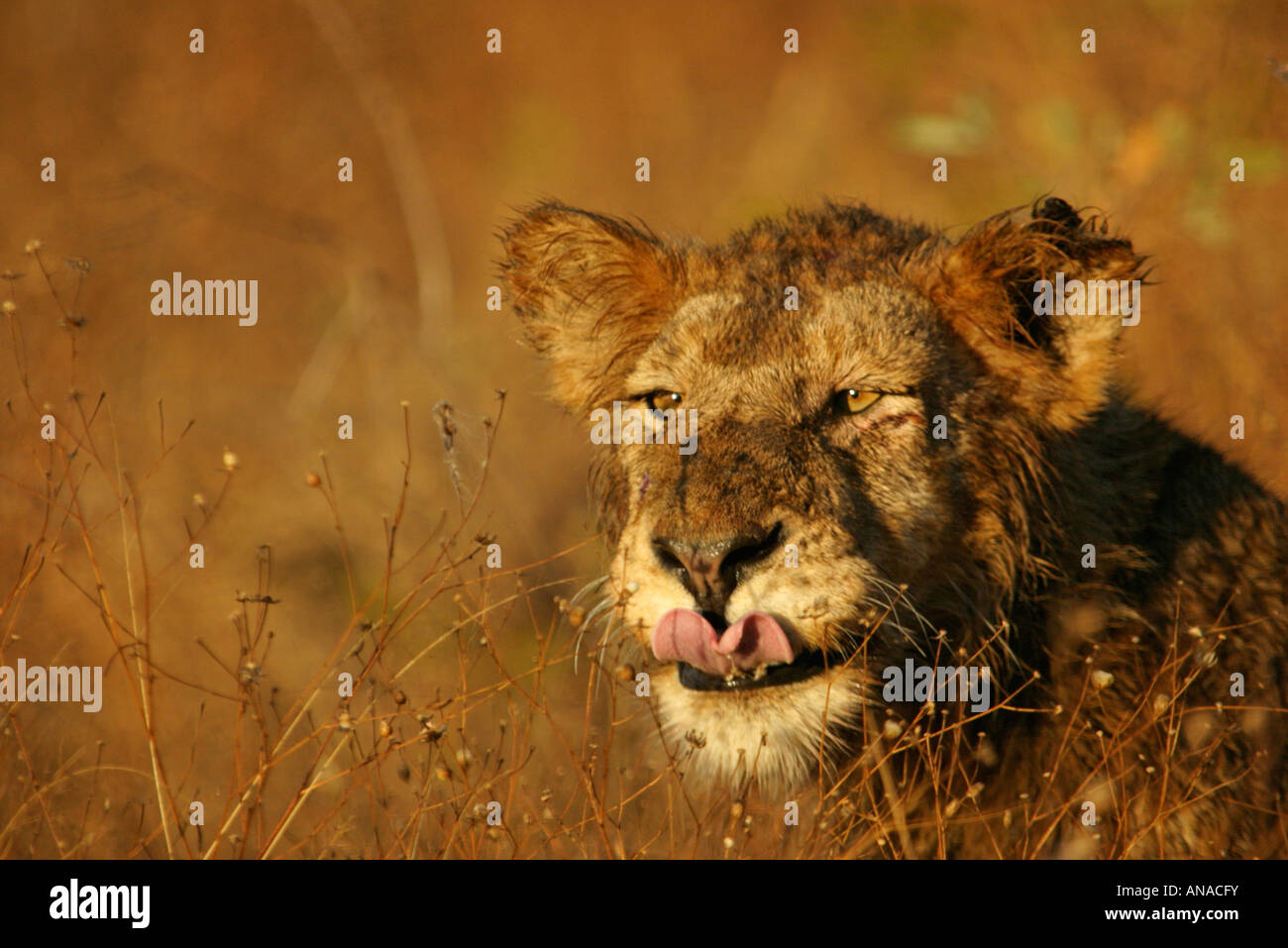 Porträt eines jungen nassen Löwen im Herbst Rasen leckte seine Lippen nach der Fütterung Stockfoto