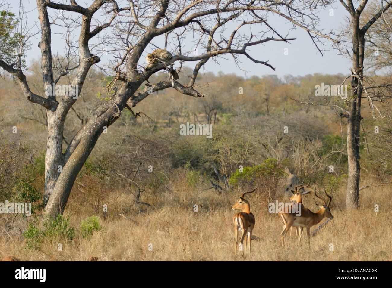 Leoparden in einem Baum, blickte auf eine Gruppe von Impala, die nichts von ihrer Anwesenheit ist Stockfoto