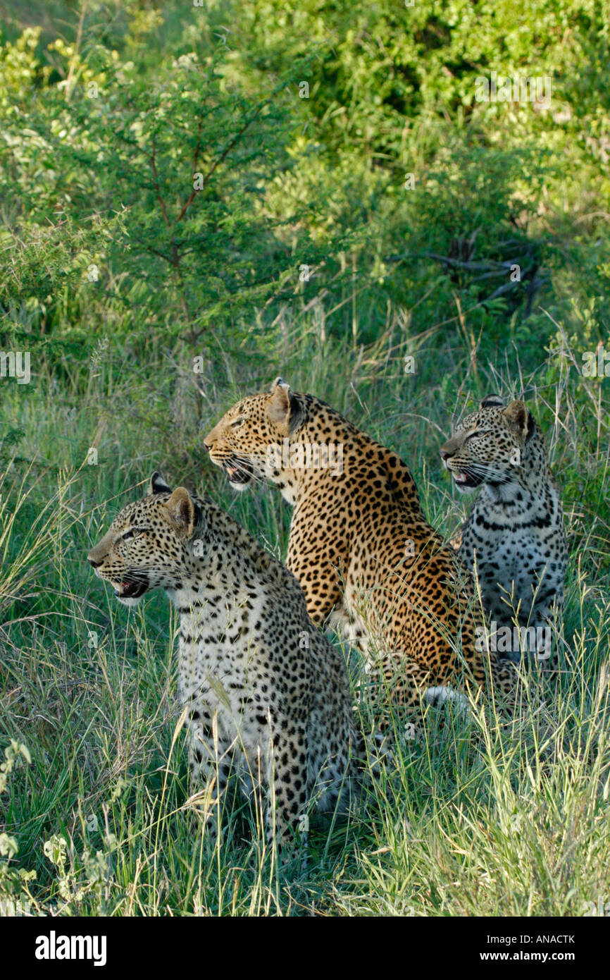 Gruppe von drei Leoparden im Schatten sitzend Stockfoto