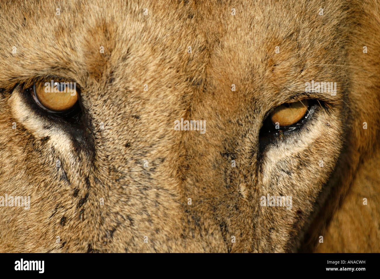 Löwe-close-up der Augen Stockfoto