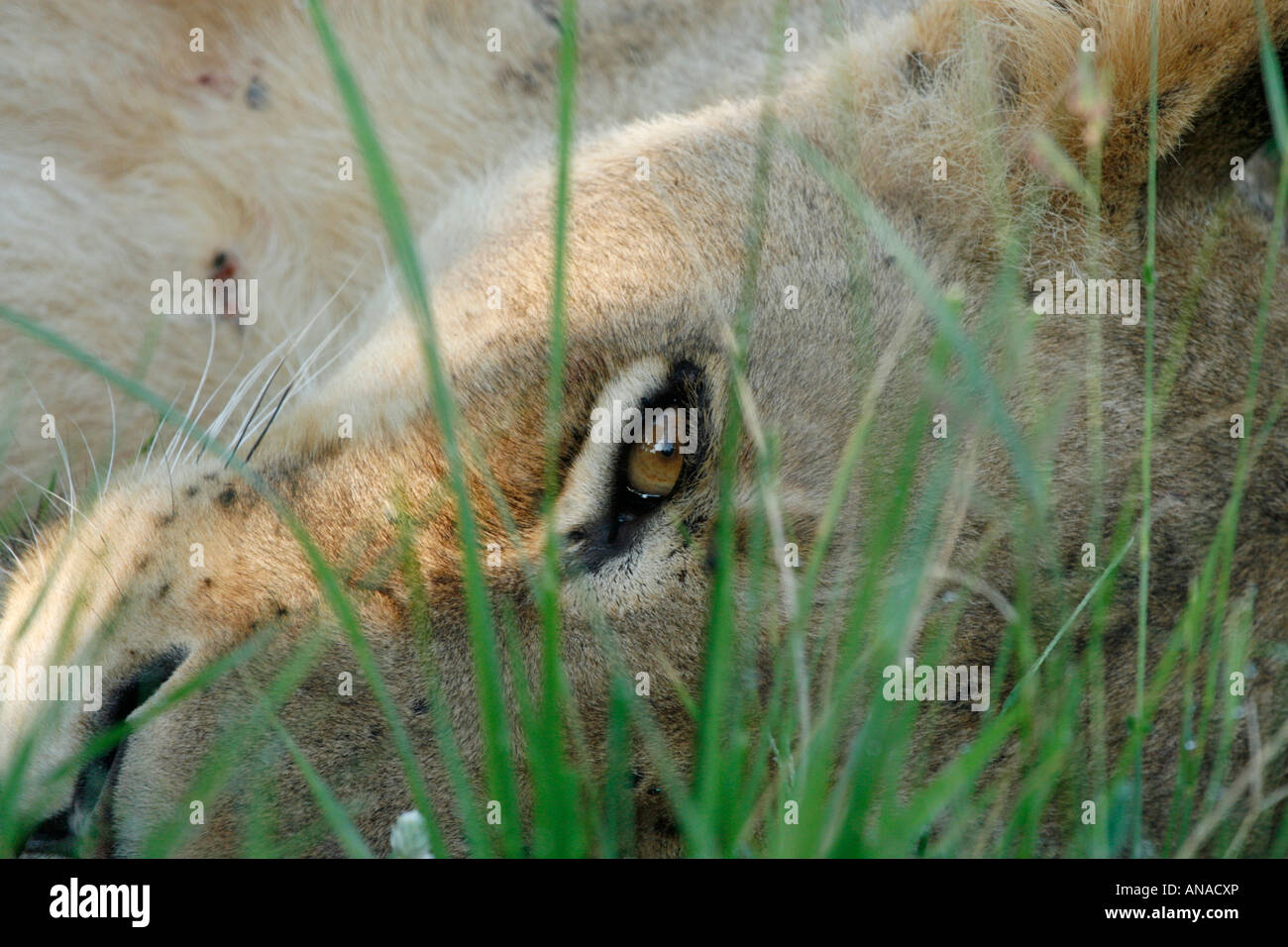 Nahaufnahme des Gesichts der Löwin im Grass liegen Stockfoto