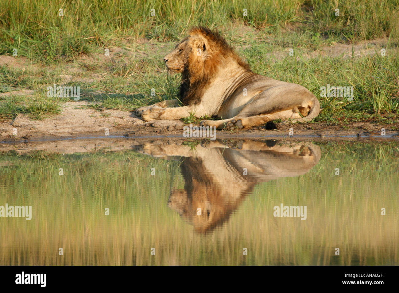 Männliche Löwen liegen am Rande des Wasserloch im Wasser gespiegelt Stockfoto