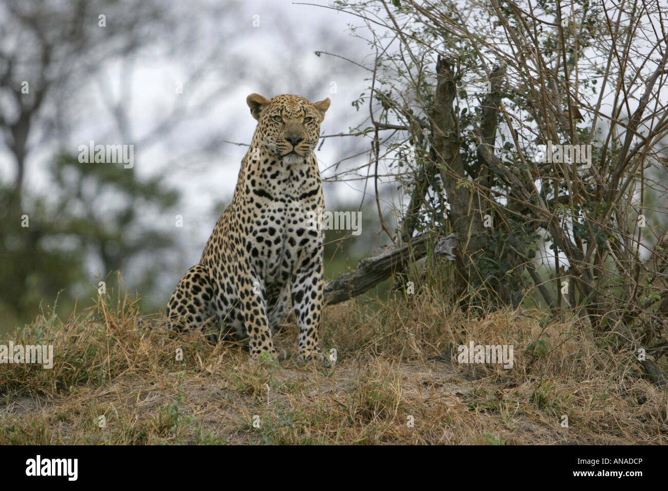 Eine männliche Leoparden ruht auf einem Termite Hügel suchen Warnung Stockfoto