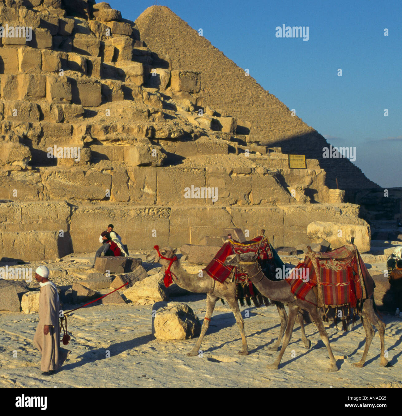 Ägypten Kairo Gizeh Pyramiden hautnah mit Beduinen und seinen zwei Kamelen vorbei Stockfoto