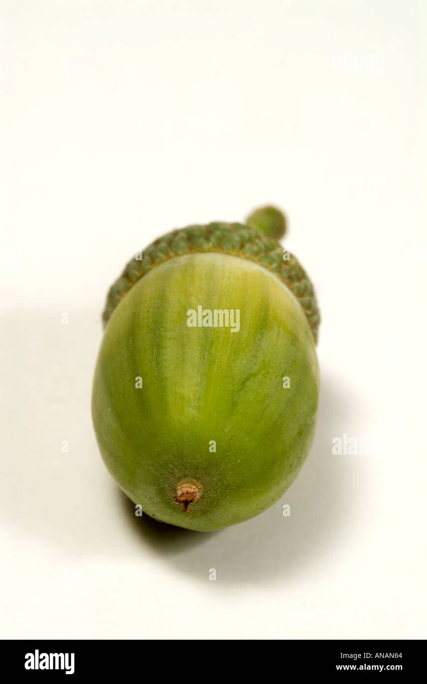 STIELEICHE oder PEDUNCULATE Eiche Quercus Robur unreife Eichel Stockfoto