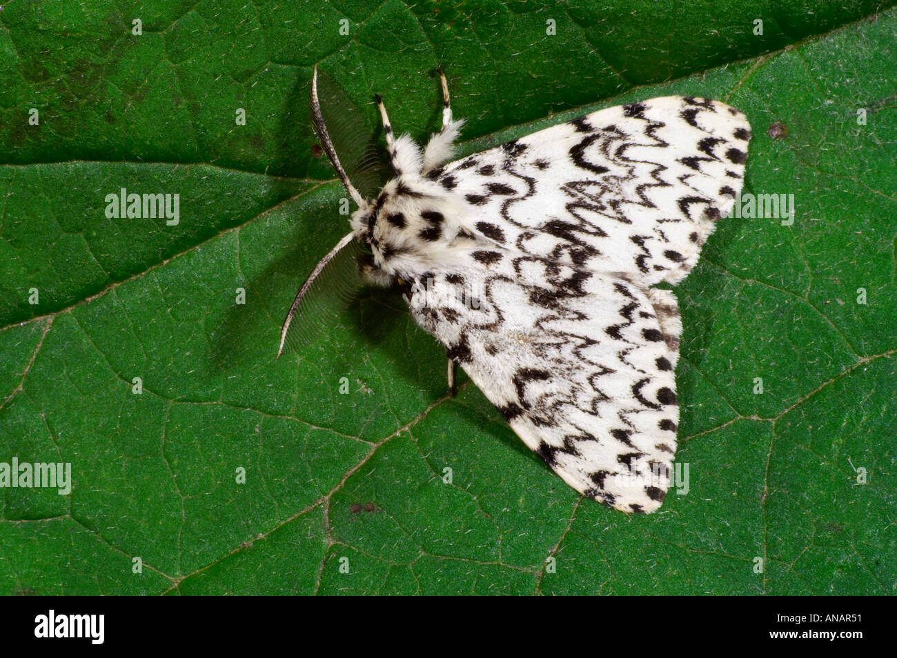 Schwarz weiß motte Fotos und Bildmaterial in hoher Auflösung Alamy