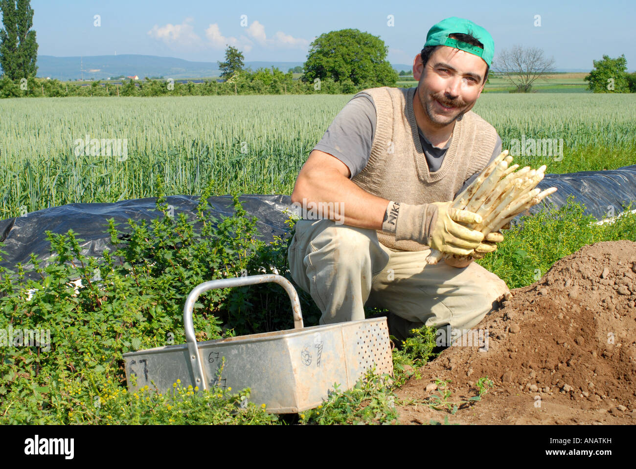 58+ Anbau Ernte Spargel In Deutschland, Zur aktuellen ernte erklärt