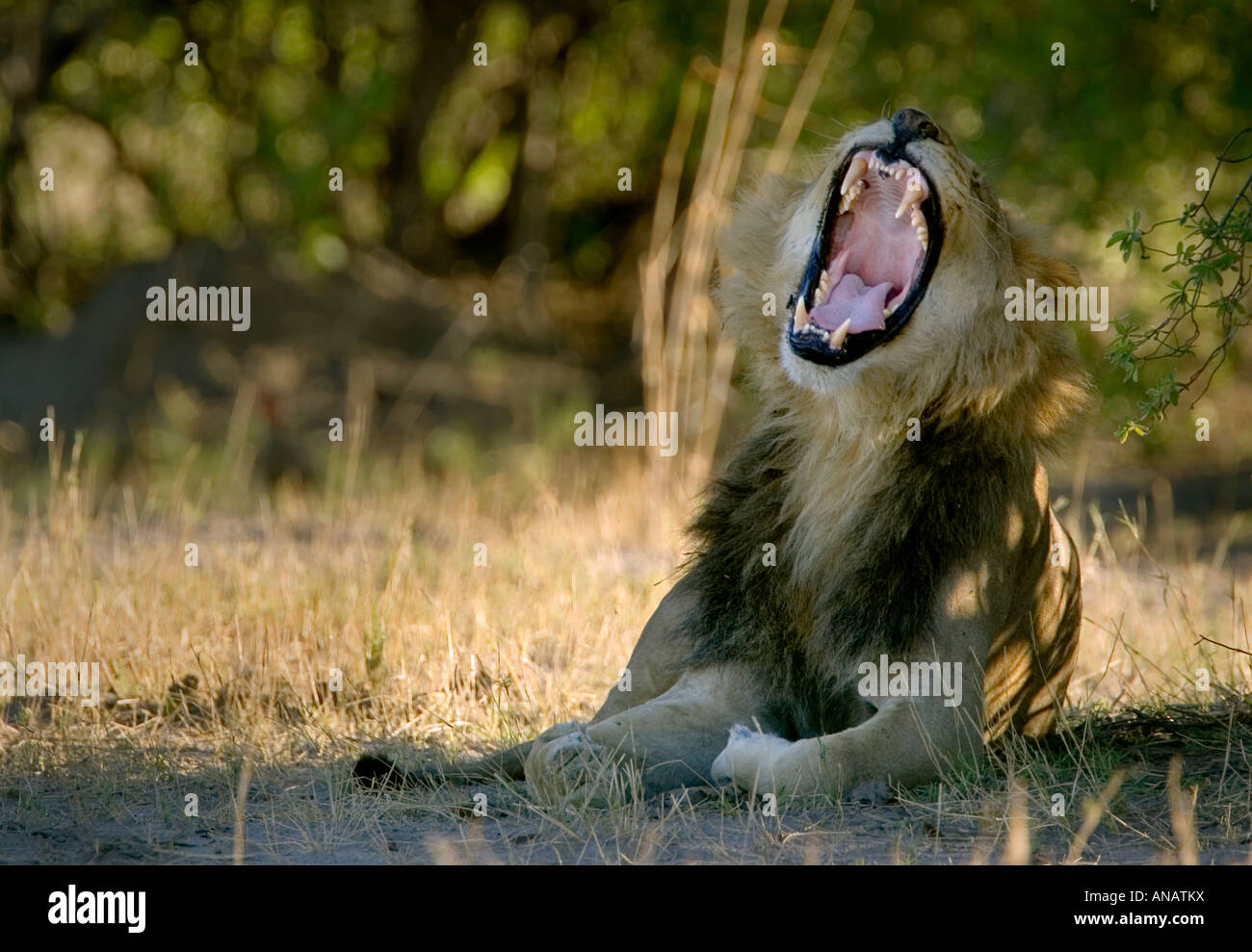 Ein männlicher Löwe Panthera, die Leo gähnt und ruht im Schatten im Mamili Nationalpark in der Caprivi Region von Namibia in Afrika Stockfoto