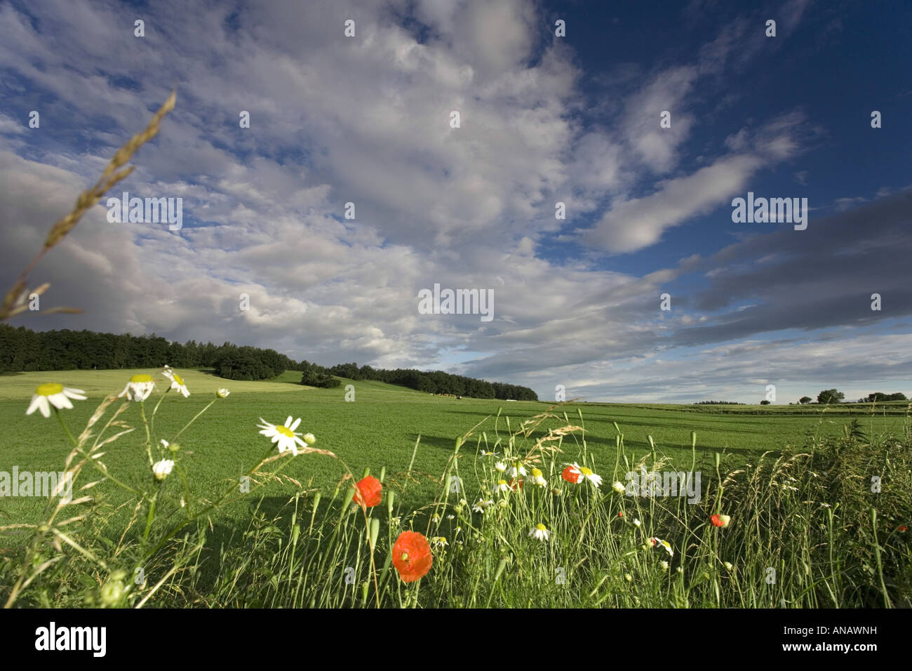 gemeinsamen Mohn, Klatschmohn, roter Mohn (Papaver Rhoeas), Feldrand mit gemeinsamen Mohn und Kamille, Deutschland, Sachsen, Vogtlaendisc Stockfoto