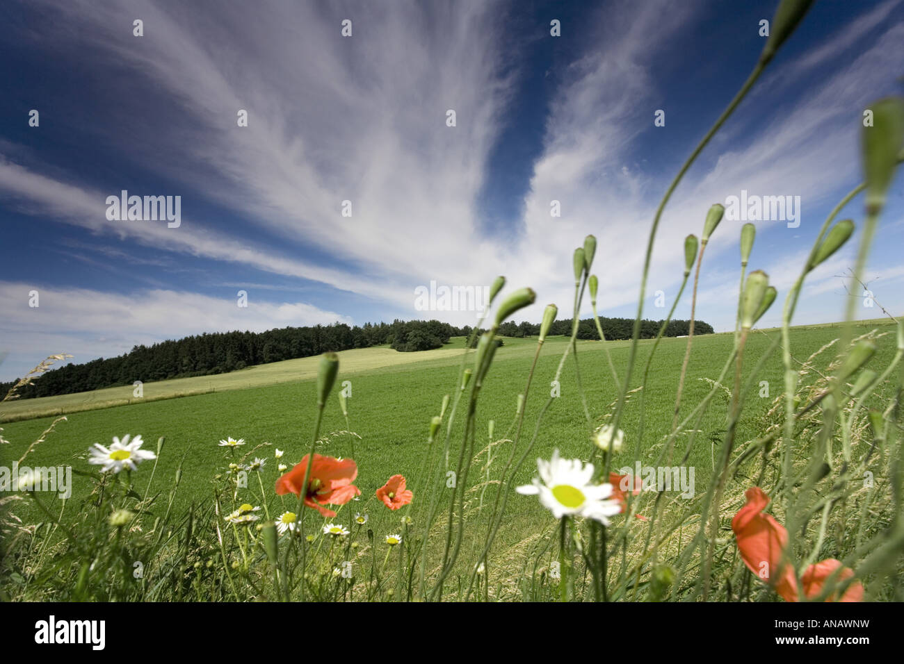Long-headed Mohn, Feld Mohn (Papaver Dubium), Feldrand mit Mohn und Kamille, Deutschland, Sachsen, Vogtlaendische Schweiz Stockfoto