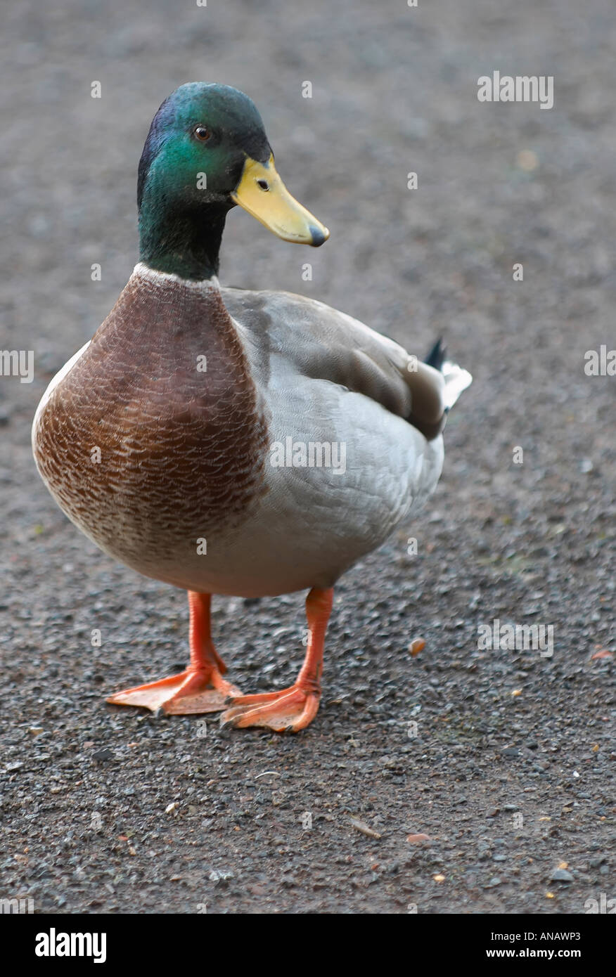 Männliche gemeinsame Mallard Ente stehend aus dem Wasser Stockfoto