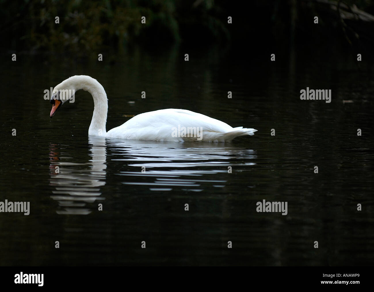 Weisser Schwan schwimmen in einem See mit Reflexion Stockfoto
