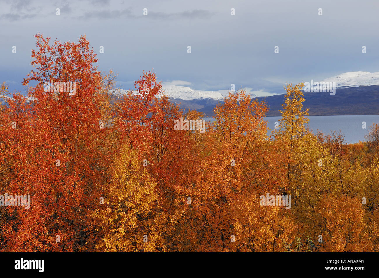 Herbstlandschaft am See Tornetraesk, Abisko Nationalpark, Schweden, Lappland, Norrbotten Stockfoto