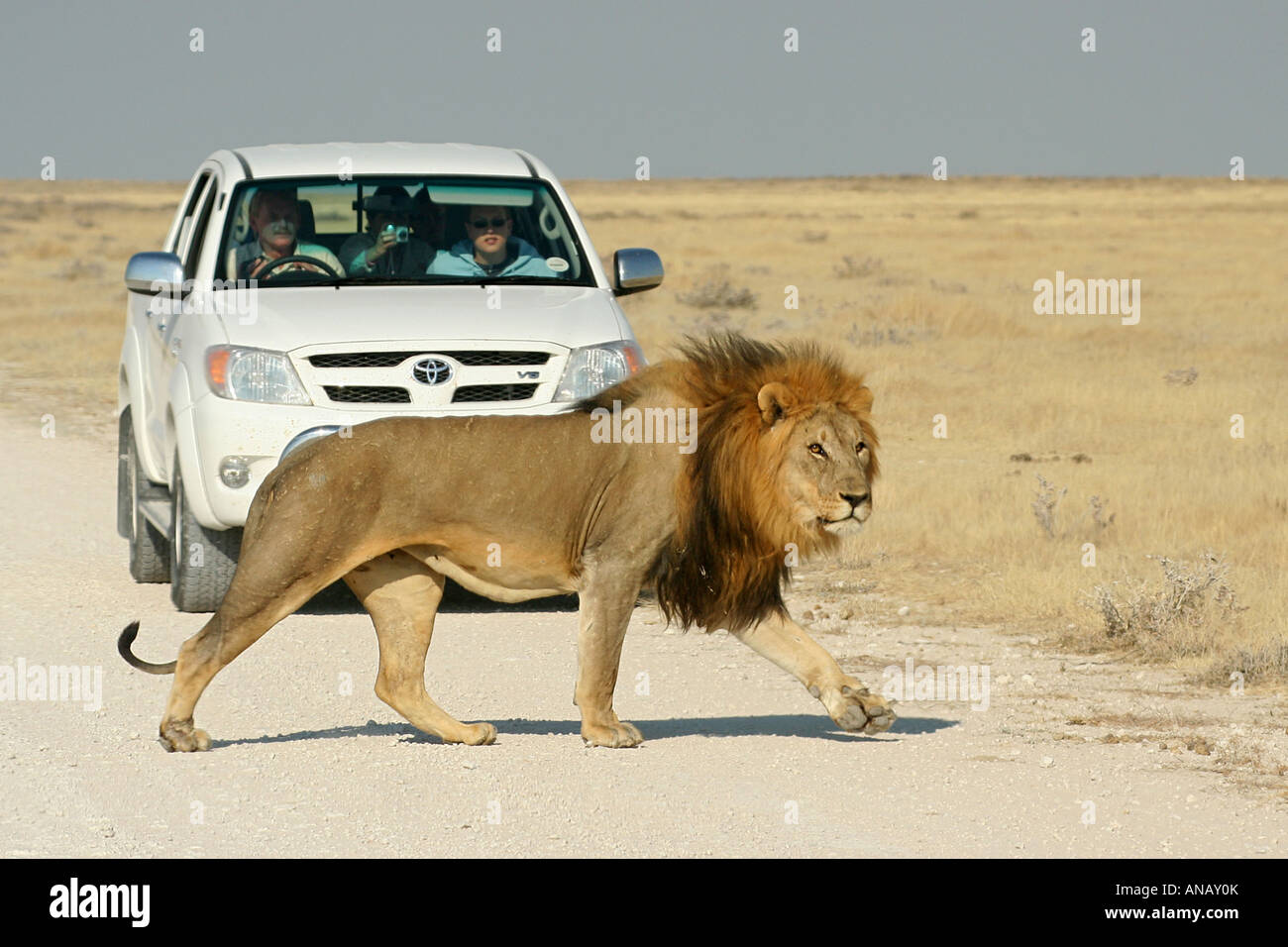 Löwe (Panthera Leo), vor touristischen Auto, Namibia, Etosha NP Stockfoto