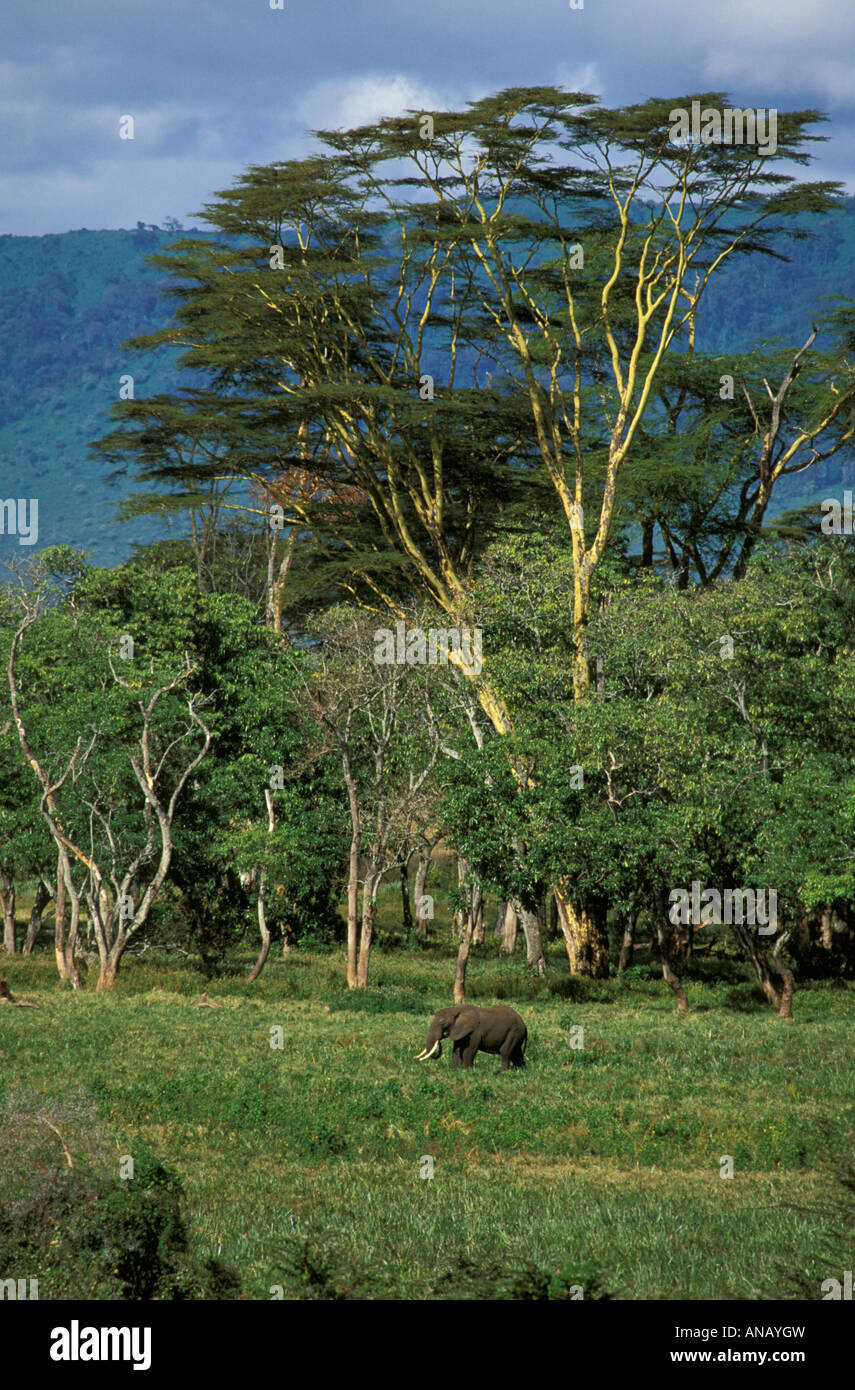 Einen afrikanischen Elefanten in üppigen grünen Rasen zwischen den Bäumen Fieber (Acacia Xanthophloea) auf den Ngorongoro Kraterboden Stockfoto
