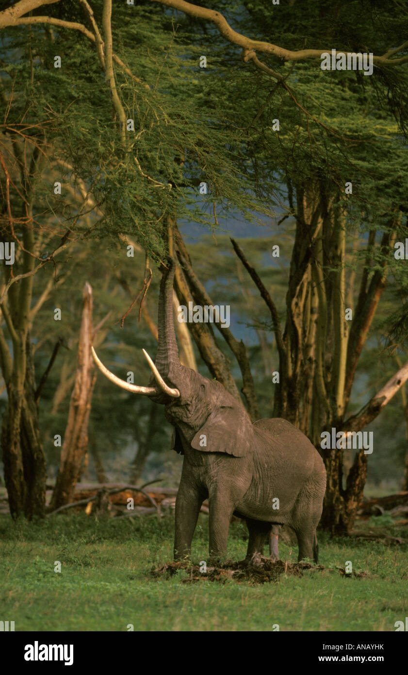 Einen afrikanischen Elefanten bis zu niedrig hängenden Zweigen zwischen den Bäumen Fieber (Acacia Xanthophloea) Ngorongoro Stockfoto