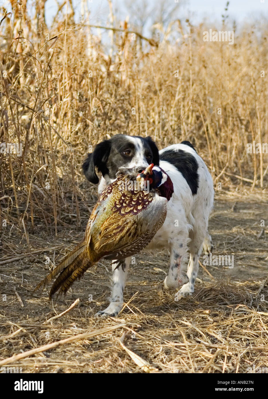 Französische Bretagne Fasan durch Feld Mais Stoppeln Ringneck Ranch Kansas abrufen Stockfoto