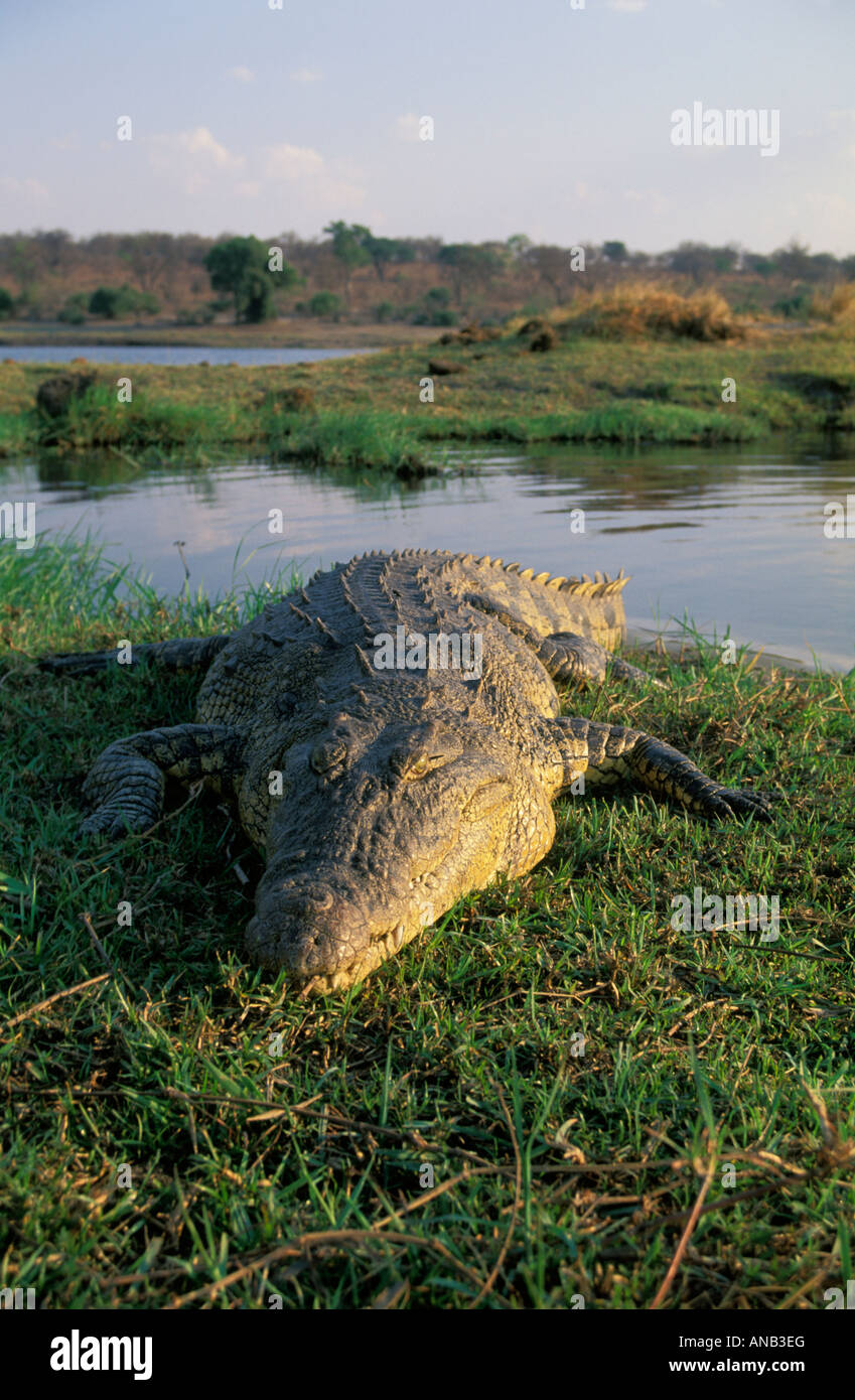 Die Linyanti-Sümpfe sind Heimat von unzähligen großen Nilkrokodile Stockfoto