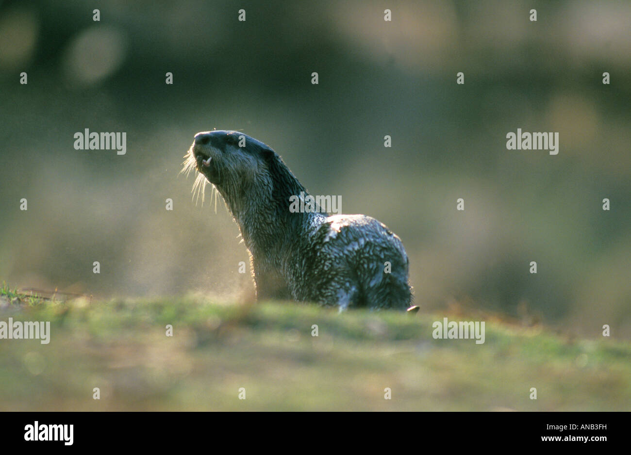 Cape clawless Otter rückblickend über seine Schulter Stockfoto
