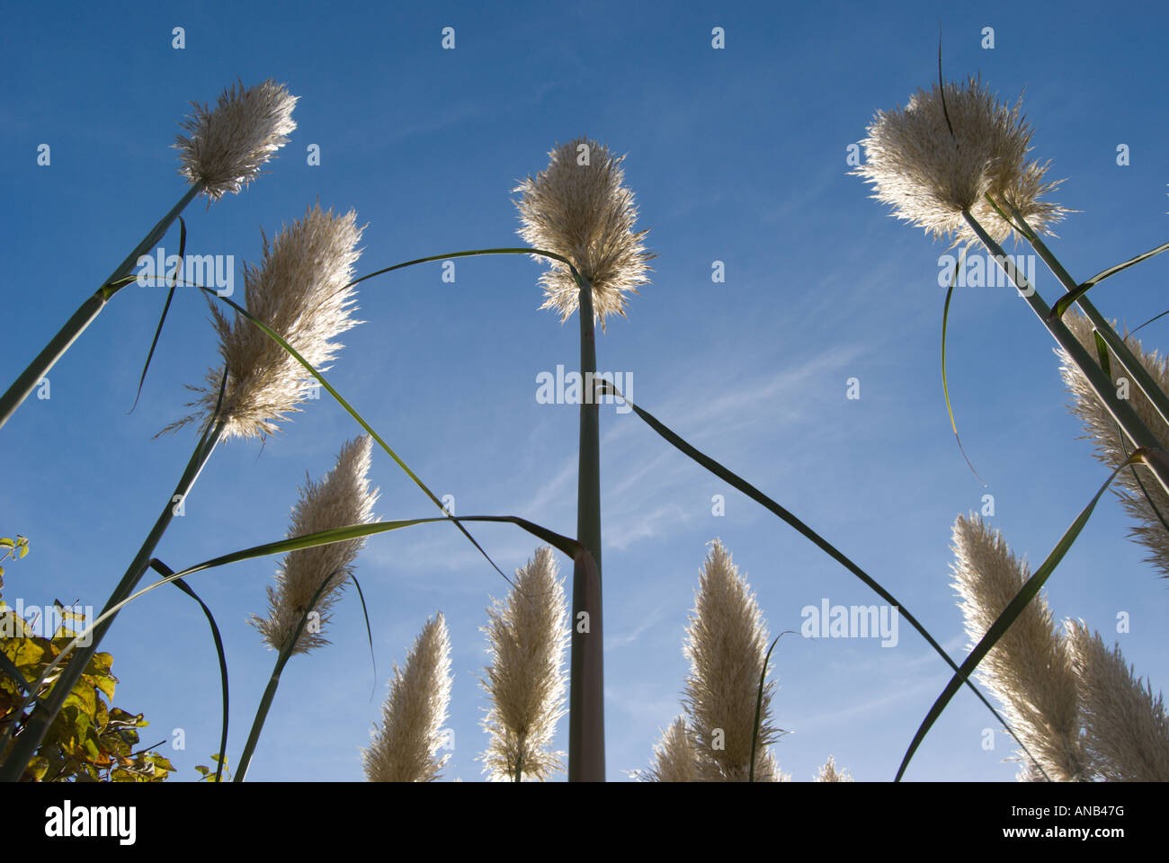 Pampasgras wächst in einem inländischen Garten in East Twickenham, London, von unten gesehen, vor blauem Himmel Stockfoto