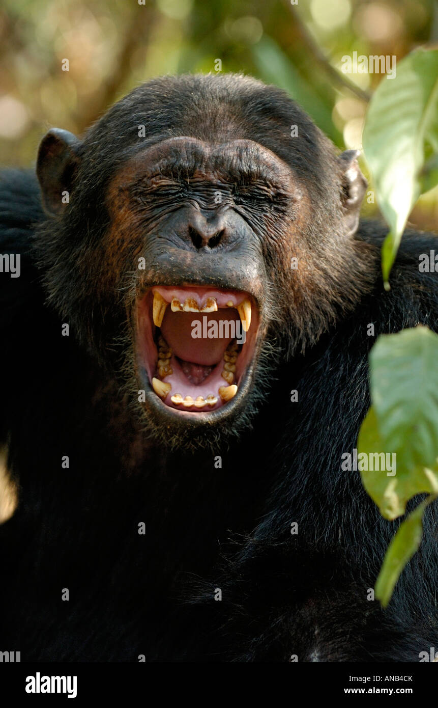 Ein Schimpanse Gähnen offenbart eine Reihe von furchterregenden Fangzähne Stockfoto