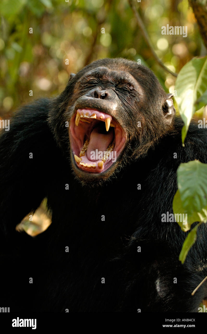 Ein Schimpanse Gähnen offenbart eine Reihe von furchterregenden Fangzähne Stockfoto