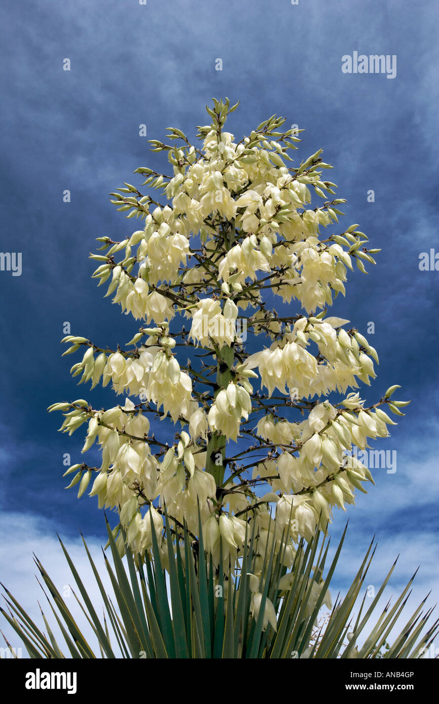 Yucca whipplei Hesperoyucca whipplei syn Unsere Herren Kerze Spanisch Bajonett Quixote Yucca gemeinsame Yucca Stockfoto