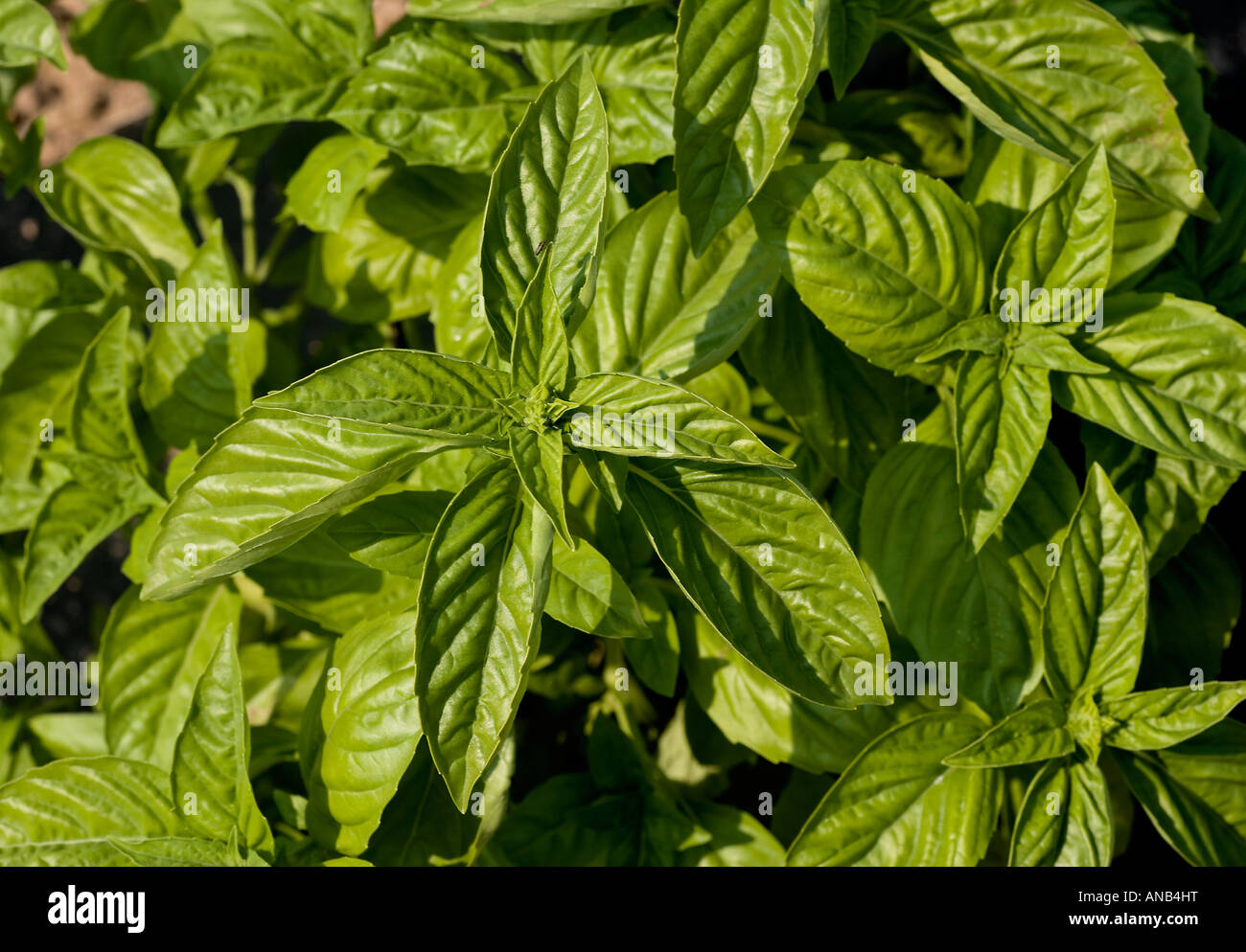 Basil Plant, Ocimum basilicum Stockfoto