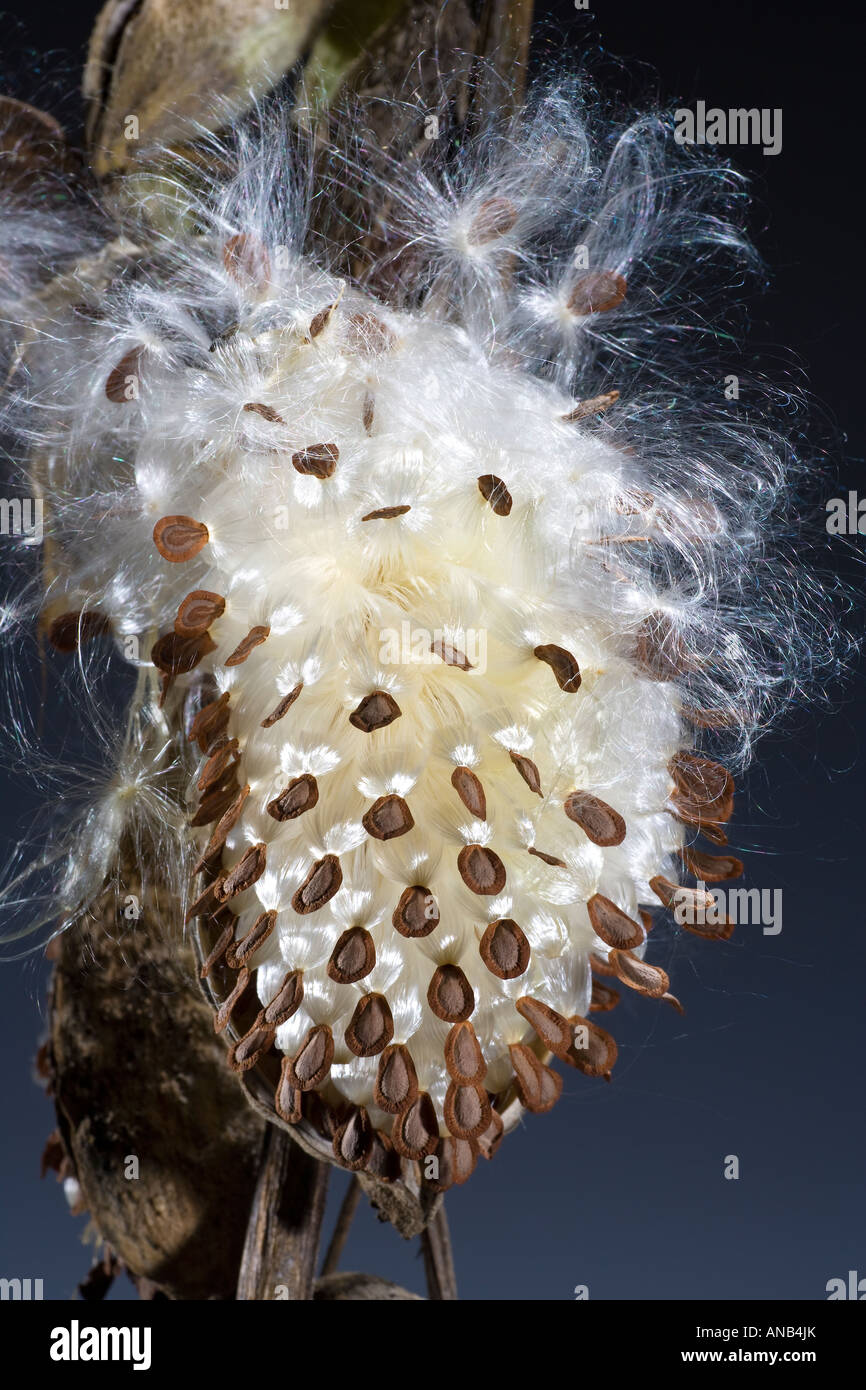 Platzende Milkweed Seed Pod Airborne Samenausbreitung Stockfoto
