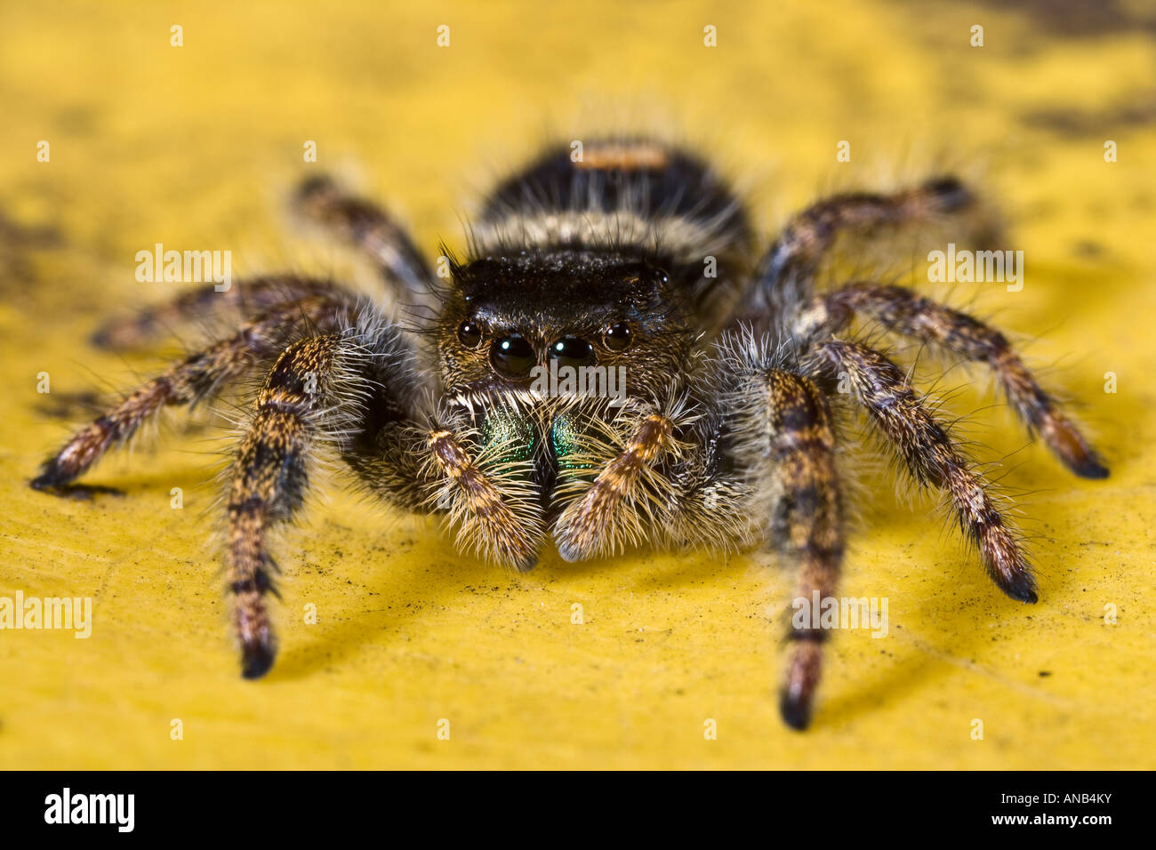 Springenden Spinne Phidippus audax Stockfoto