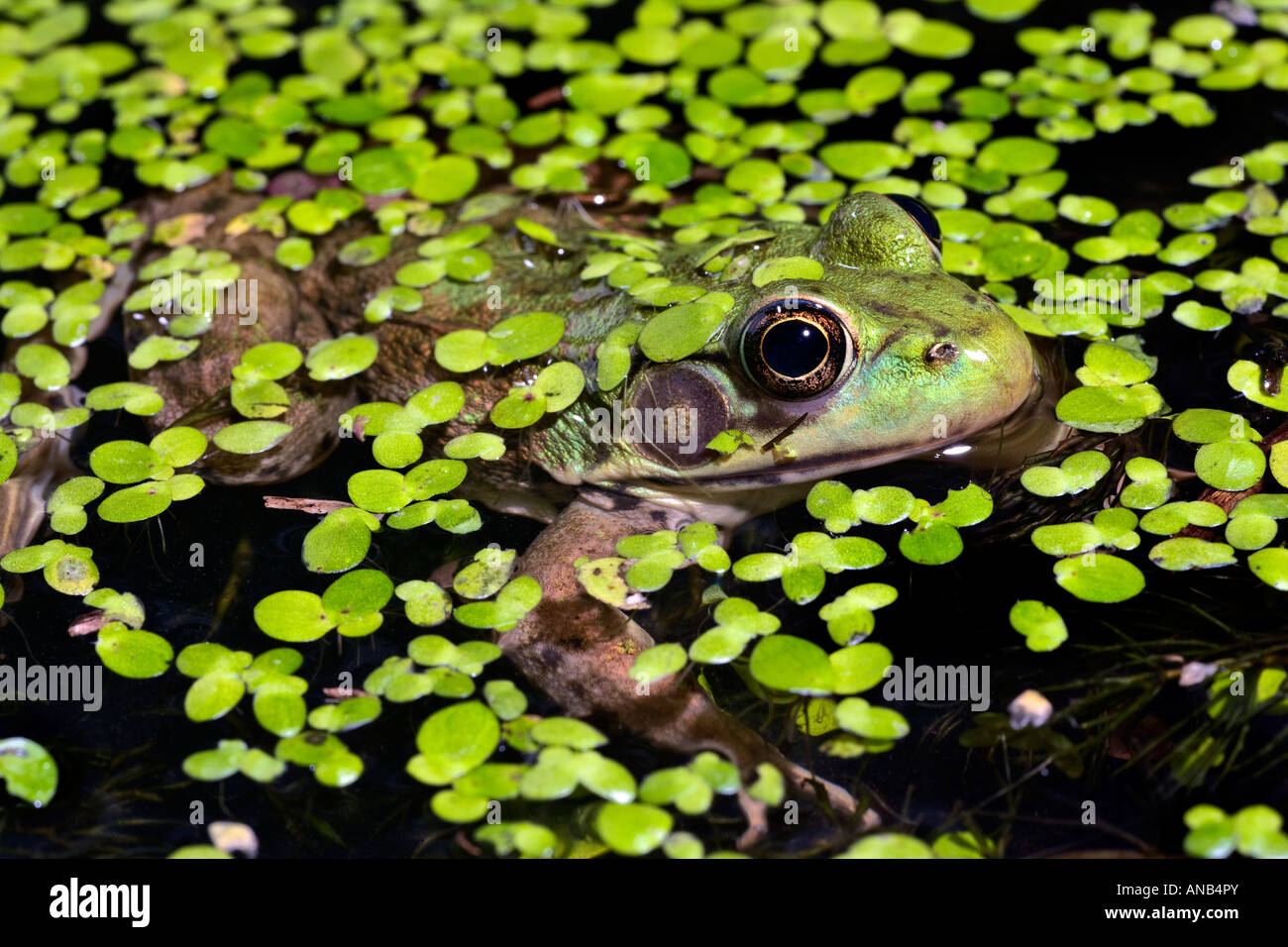 Schwebend in der Wasserlinsen Green Frog Rana clamitans Stockfoto