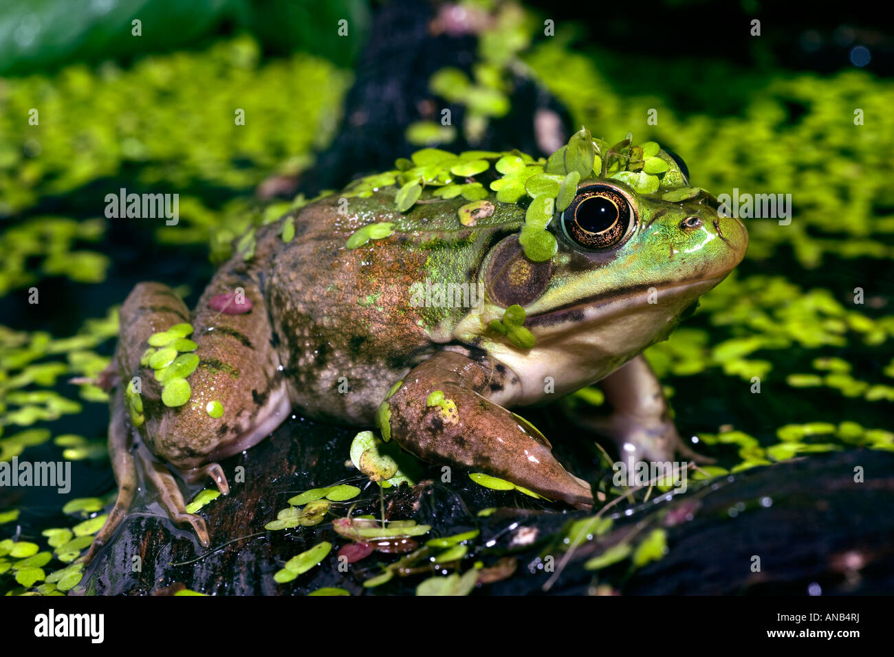 Green Frog Rana clamitans Stockfoto