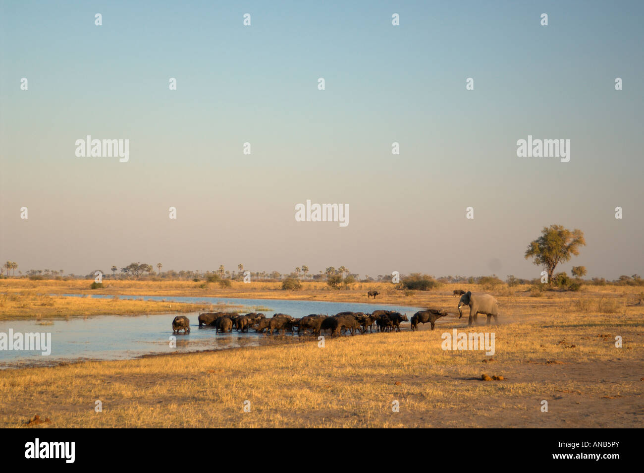 Ein einsamer Elefant trifft eine Herde Büffel trinken an einem Fluss Stockfoto