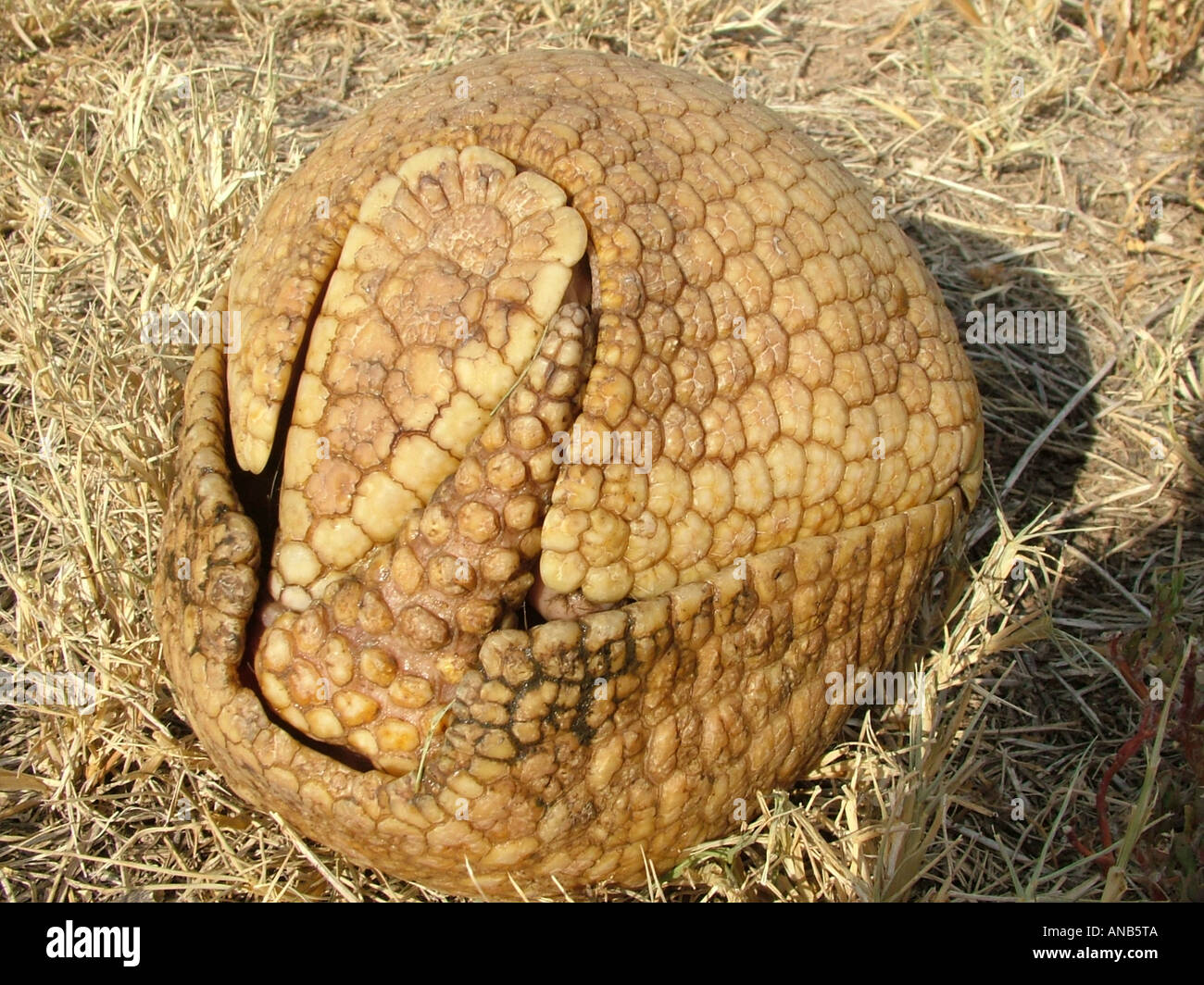Drei-banded Armadillo (Tolypeutes Matacus) in Abwehrhaltung, Gran Chaco, Paraguay Stockfoto