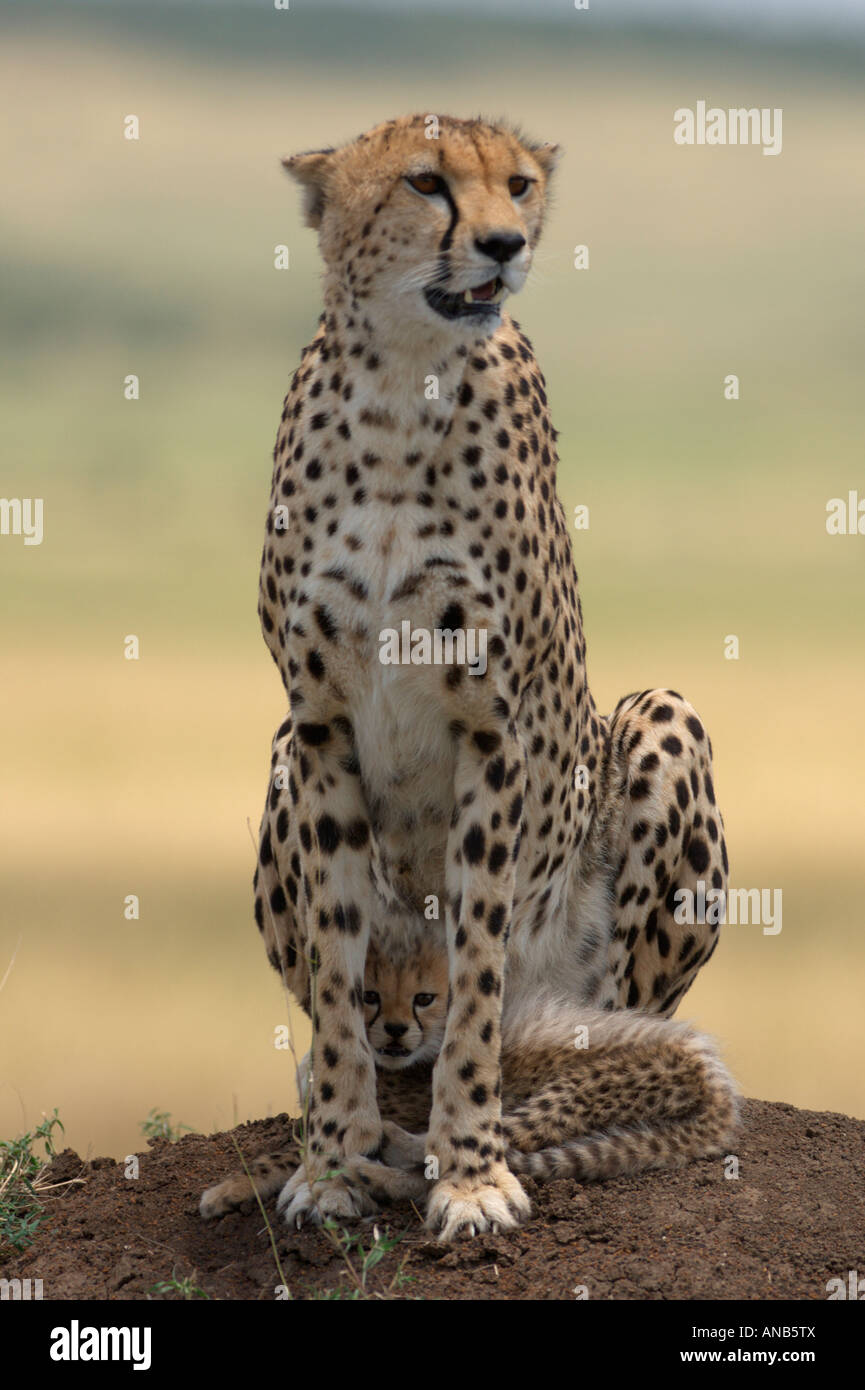 Geparden-Weibchen mit seiner jungen sitzen unter ihm zwischen seinen Beinen Stockfoto