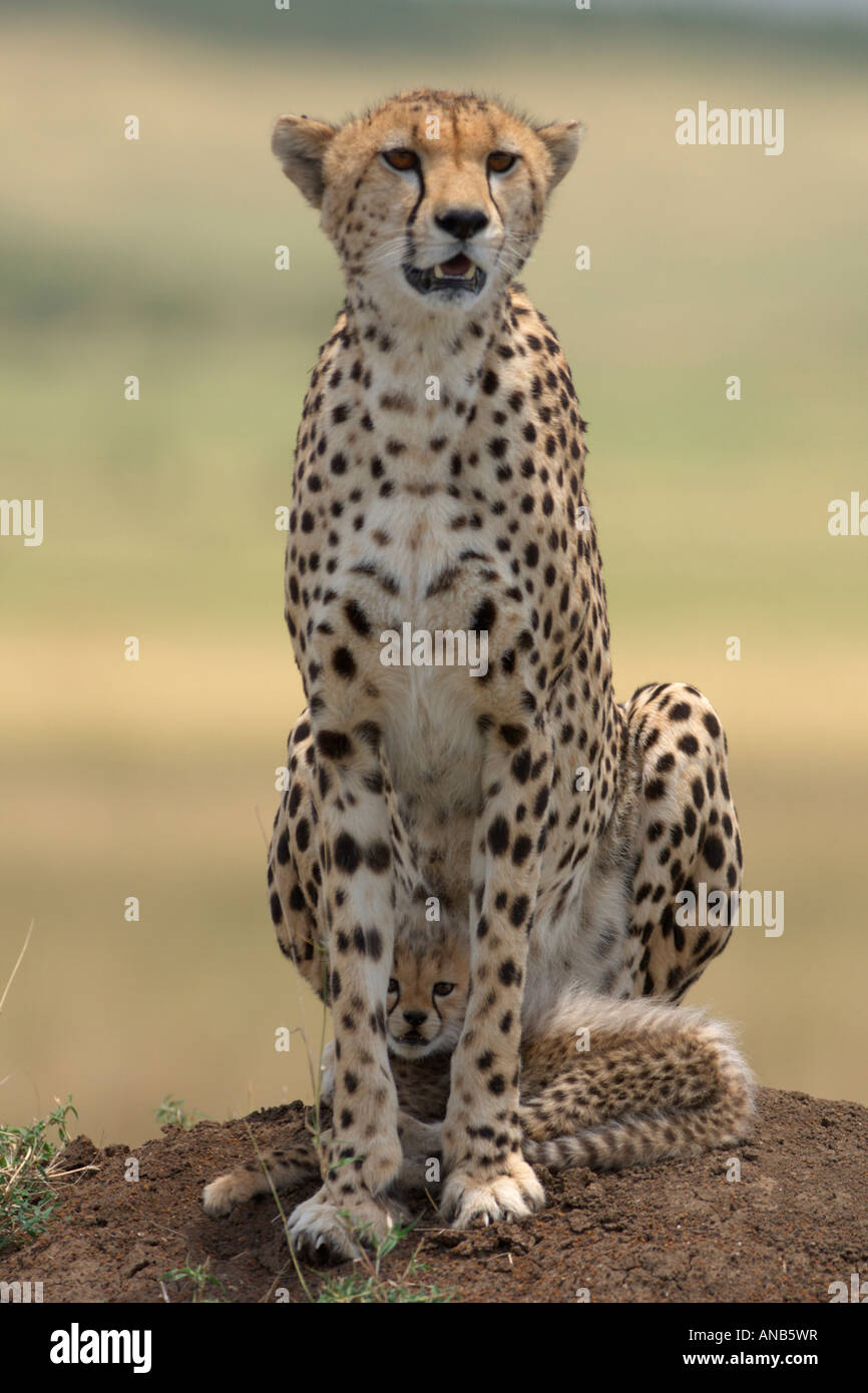 Geparden-Weibchen mit seiner jungen sitzen unter ihm zwischen seinen Beinen Stockfoto