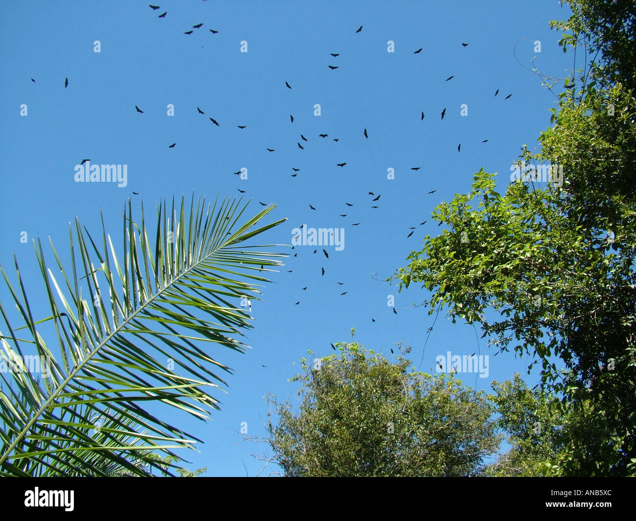 Kreisende Geier über Palmen in der Nähe von Rio Paraguay, Concepcion, Paraguay Stockfoto