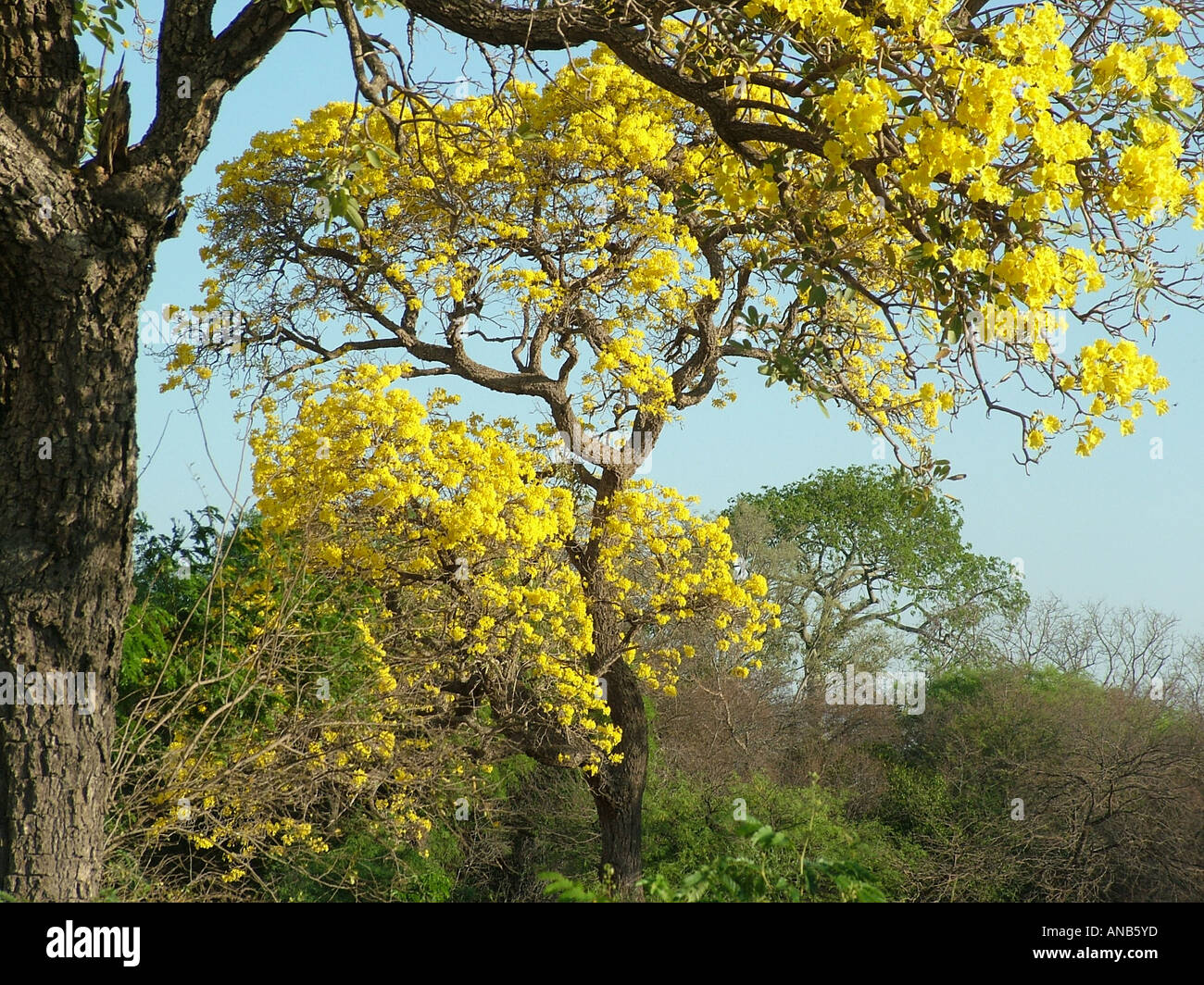 Chaco-Landschaft im Frühling mit typischen Bäumen: Vordergrund: Paratodo mit gelben Blüten (Tabebuia Caraiba), Hintergrund-Flasche Stockfoto