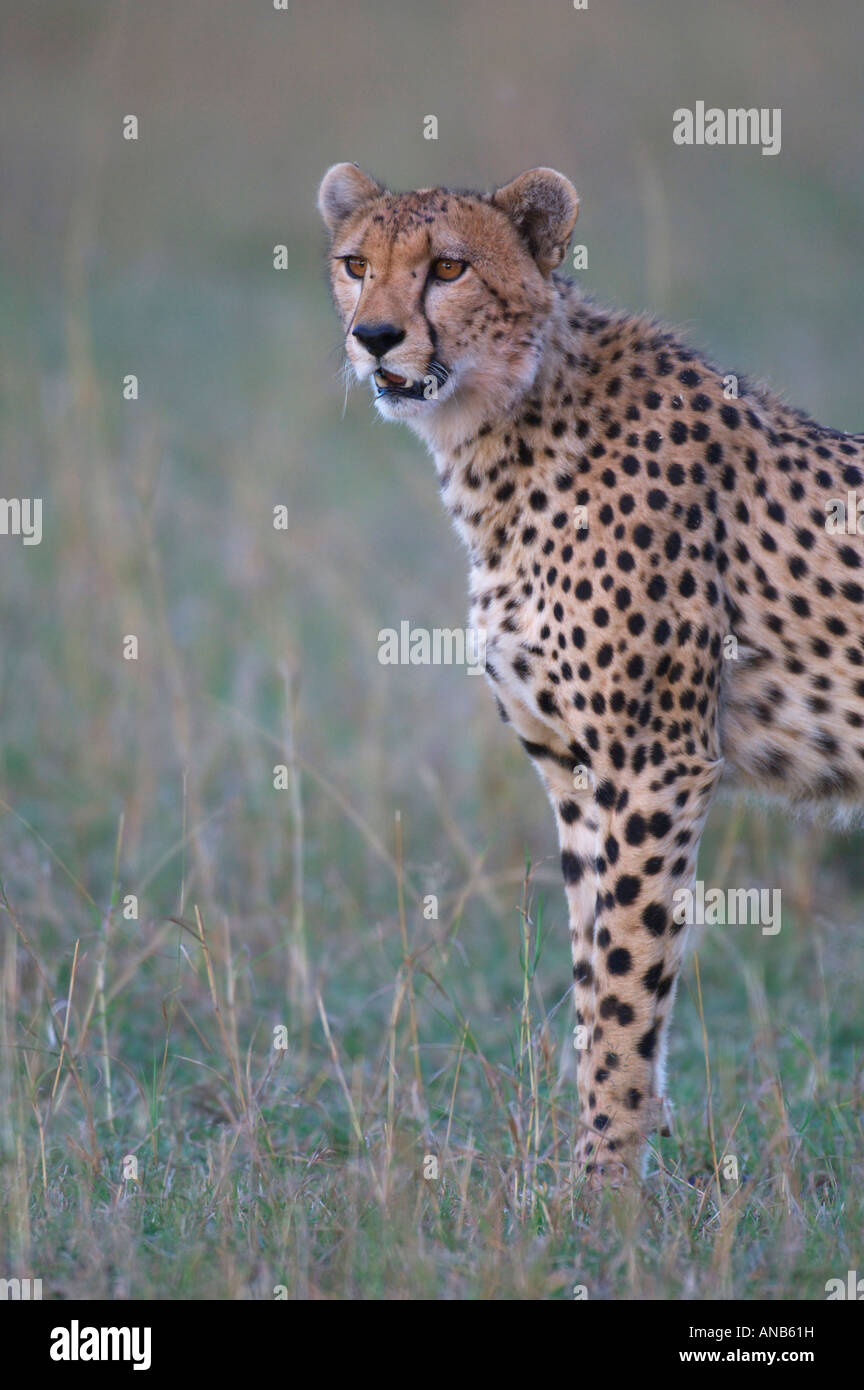 Gepard Stockfoto