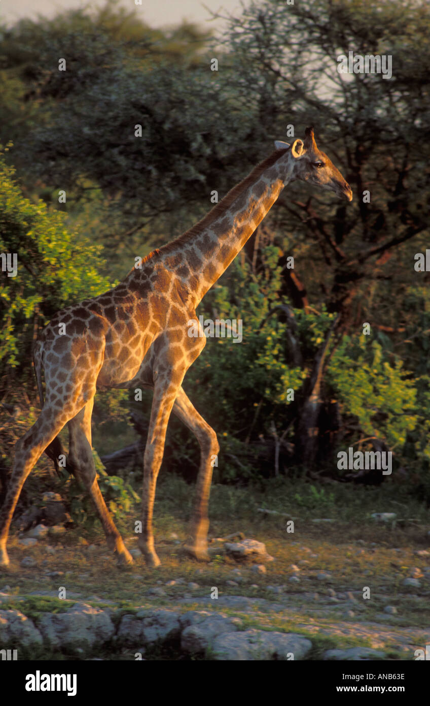 Giraffe Etosha Nationalpark Namibia Stockfoto