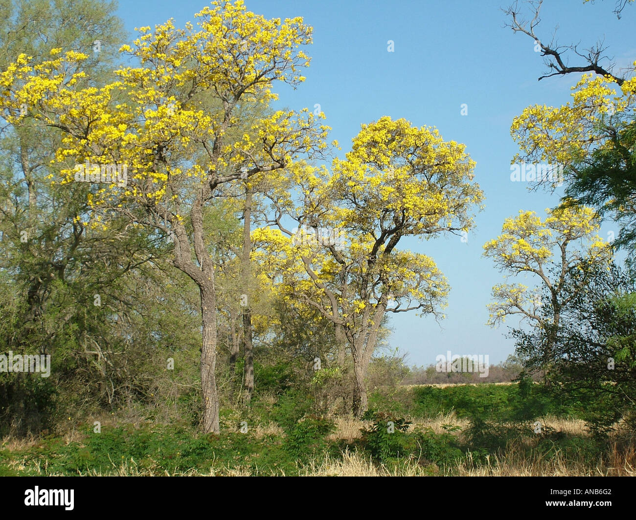 Trompete-Bäume (Tabebuia Caraiba) mit gelben Blüten, Gran Chaco, Paraguay Stockfoto