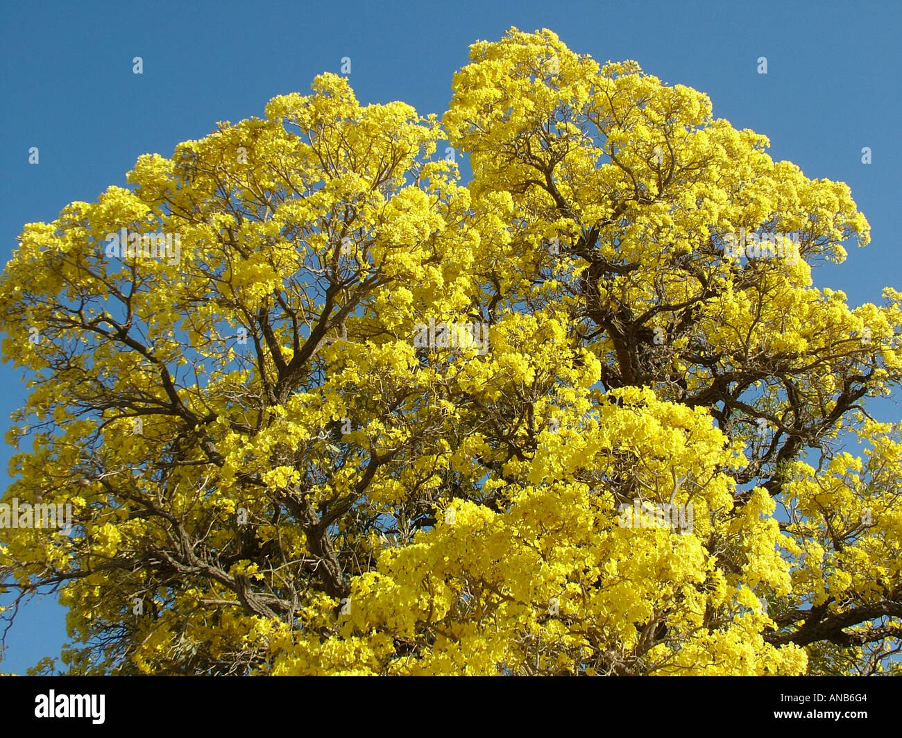 Nahaufnahme der Masse die gelben Blüten der Trompetenbaum (Tabebuia Caraiba), Gran Chaco, Paraguay Stockfoto