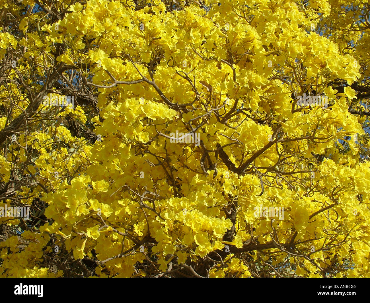 Nahaufnahme der unglaublichen Masse die gelben Blüten der Trompetenbaum (Tabebuia Caraiba), Gran Chaco, Paraguay Stockfoto