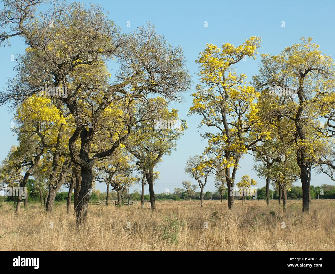 Trompete-Bäume (Tabebuia Caraiba) mit gelben Blüten auf Trockenrasen vorschlagen, das Ende der Trockenzeit, Gran Chaco, Paraguay Stockfoto