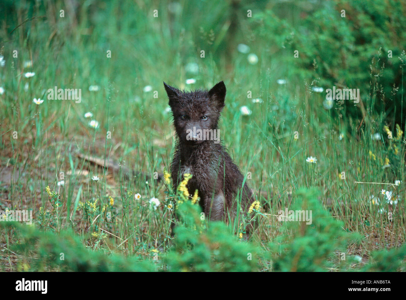 Gefangenschaft Gray Wolf Welpe Wild Modell in Montana Stockfoto