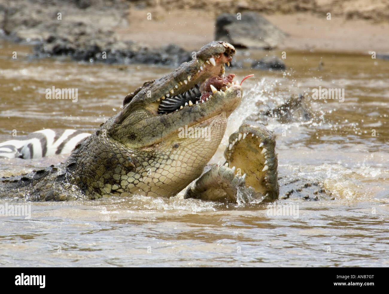 Zwei riesige Krokodile streiten, ein Zebra, die sie im Fluss Mara getötet haben Stockfoto