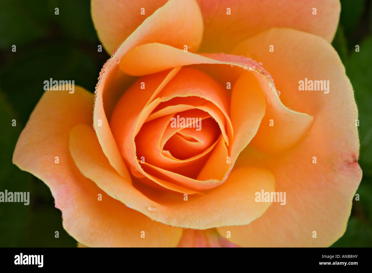 Rose-detail Stockfoto