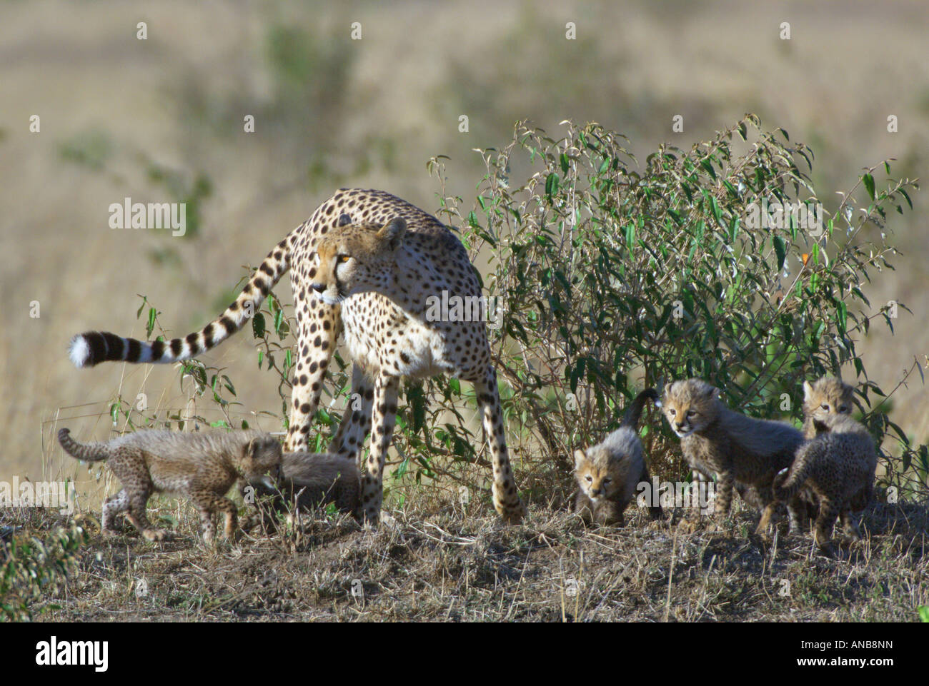 Gepard (Acinonyx Jubatus) mit sechs jungen Jungen herumlungern Stockfoto