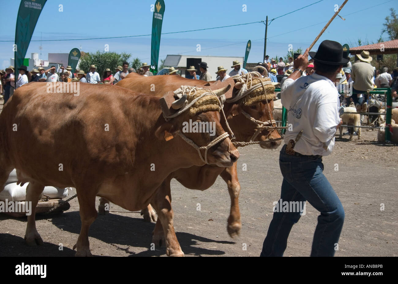 Einer der rund zwanzig Konkurrenten bei Feria auf Gran Canaria. Bauer mit Bullen ziehen schweren Last sind zeitlich mehr als 100 Meter. Stockfoto